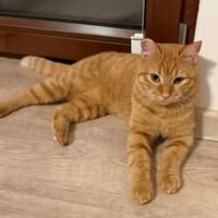 LEYA, w., kastr., EKH, geb. 2025, Katze zur Adoption