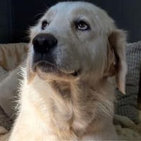 Alma - eine sanfte Seele sucht ihr Zuhause, Hündin zur Adoption