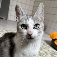 Hallo, ich bin die Amelie!, Katze zur Adoption