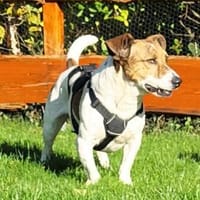 Theo sucht seine Herzensmenschen!, Hund zur Adoption