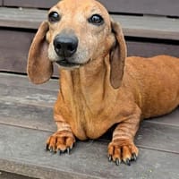 Sonya sucht ihre treue Familie!, Hündin zur Adoption