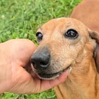 Sonya sucht ihre treue Familie!, Hündin zur Adoption