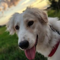 Gerard, Pflegestelle in Bayern, Hund zur Adoption