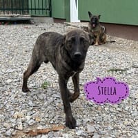 Stella eine kleine sanfte Mimosenblüte, Hündin zur Adoption