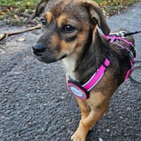 ❤ Lara sucht ihr Für-immer-Zuhause!, Hündin zur Adoption