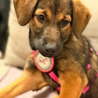 🐾💗 Bella ucht ihr Für-immer-Zuhause! 💗🐾, Hündin zur Adoption