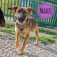 Maaji ein wundervolles Wesen, Hündin zur Adoption