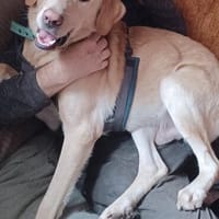 Spike 💙💙💙 ist keine Schlaftablette, Hund zur Adoption