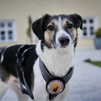 Lio sucht ein geduldiges Zuhause, Hund zur Adoption