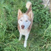 Bashiro, Hund zur Adoption