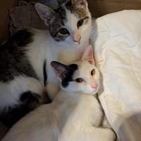 Lily & Milo suchen gemeinsam ein Zuhause, Kater zur Adoption