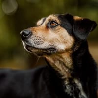 Oskar ist auf der Suche nach der Nadel im Heuhaufen. ❤, Hund zur Adoption