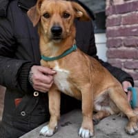 Zion, Hund zur Adoption