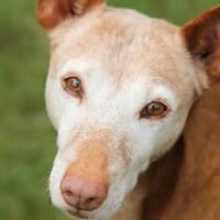 Zeta1, Traumhund!,  sucht seine Familie - NEUE FOTOS - VIDEO, Hund zur Adoption