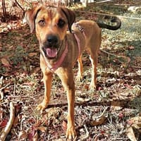 Shavo wartet im Tierheim Sulzbach, Hund zur Adoption