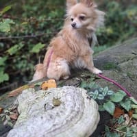 Chelsea  in 45711 Datteln, Hündin zur Adoption