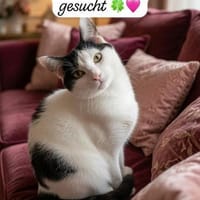 Éric m~1 Jahr träumt schon von Leckeries, Kater zur Adoption