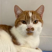POPOTE, chat à adopter