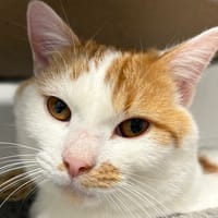 GUEULTON, chat à adopter