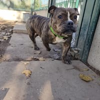 LILAS, chienne à adopter