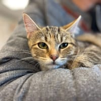 Baya, chatte à adopter