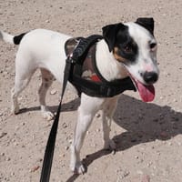 OUPSY, chien à adopter
