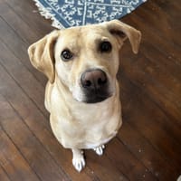 SUNNY, chien à adopter