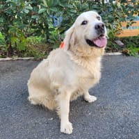 SINEQUANON HAA24859, chienne à adopter