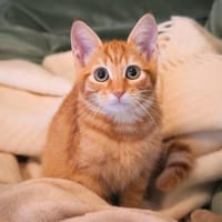 Peanut, chat à adopter