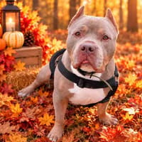 APOLLO VAA, chien à adopter