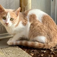 wanda, chatte à adopter