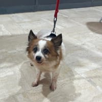 PRINCESSE OAA20190, chienne à adopter