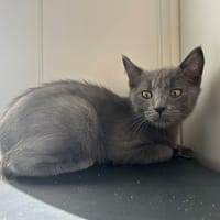 Berlioz, chat à adopter