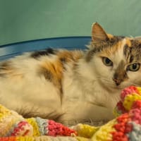 MARGUERITE QCT, chatte à adopter