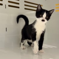 ARAMIS, chat à adopter