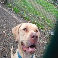 T-MAX, chien à adopter