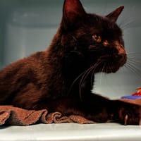 NOIRO, chat à adopter