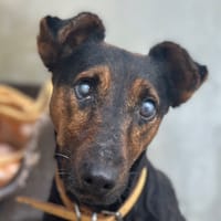 Enori, chienne à adopter