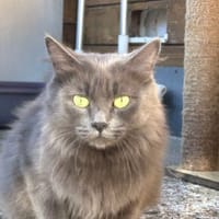 Gamora, chatte à adopter