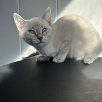 Bianca, chatte à adopter