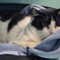 MAURICETTE QCT, chatte à adopter