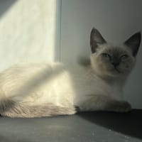 BAMBI, chat à adopter