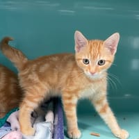 BEN, chat à adopter