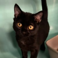 PHANTOM, chat à adopter
