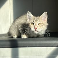 Bagherra, chat à adopter