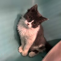 RAVEN, chatte à adopter
