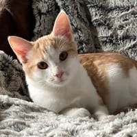 NETTO et ARTIK, chatte à adopter