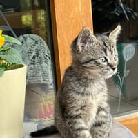 ARTIK et NETTO, chatte à adopter