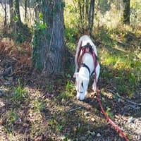 VAYA, chienne à adopter