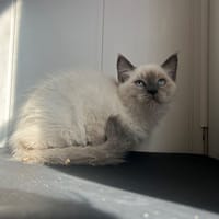 Bebe Groot, chat à adopter